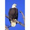 Posterazzi Alaska Haines Bald Eagle Reserve Bald Eagle Perched On A Branch. Poster Print